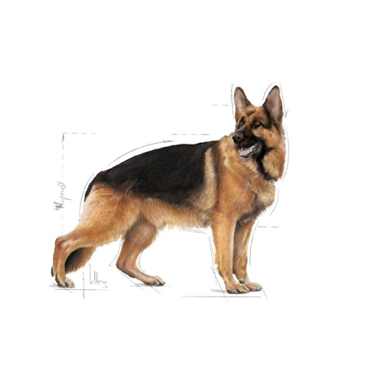 Royal Canin Maxi Adult – Hrană Uscată pentru Câini Adulți de Talie Mare – 3 kg